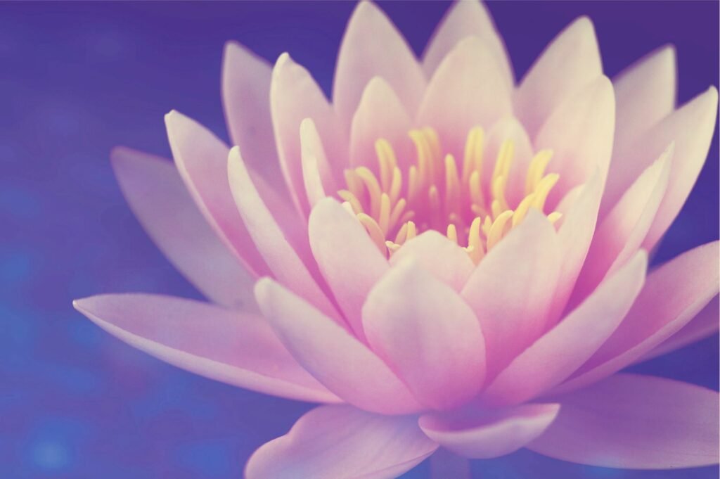pink lotus flower