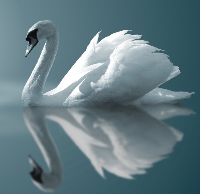 swan