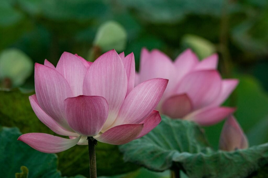 blooming lotuses