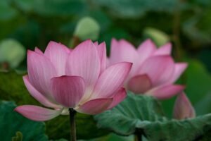 Natural Law and The Will of God