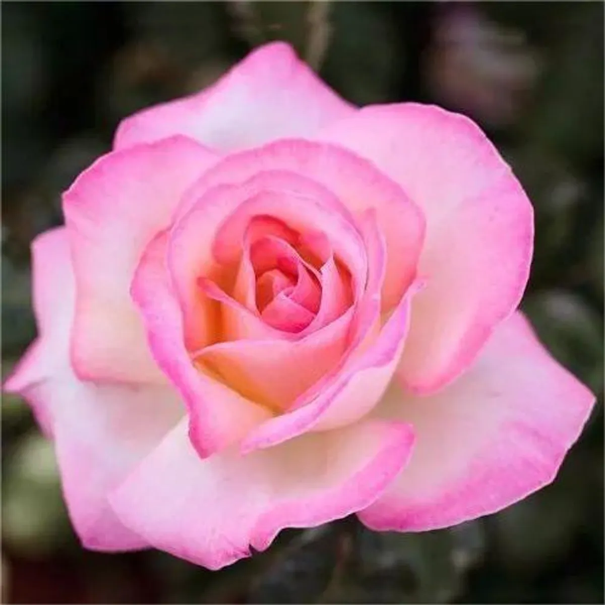 f1xgoxk asl0env1y7 2025 01 26 1